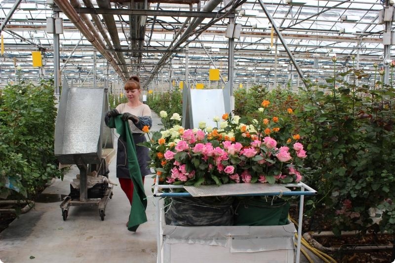 На Среднем Урале увеличат тепличное выращивание роз